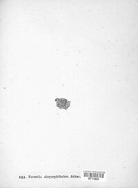 Niorma chrysophthalma image